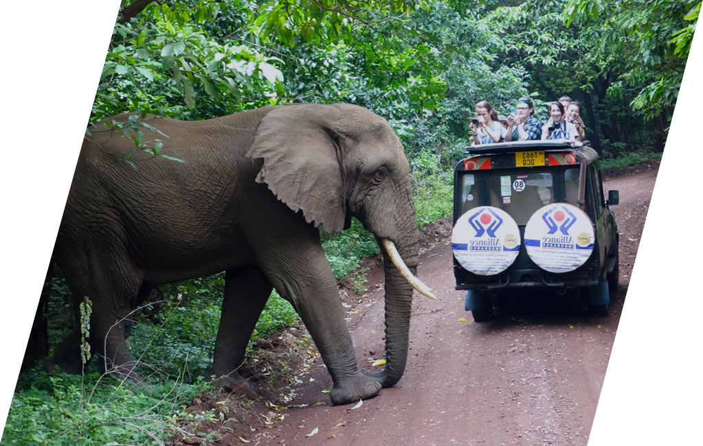 Group of college aged girls on safari, taking photos of an elephant crossing the road just behind their vehicle