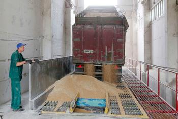 Wheat is processed at a granary in Chernihiv, Ukraine. (file)