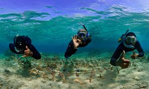 Coral reef rope nursery in Korolevu-i-Wai District, Fiji.