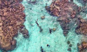 Coral nursery, Fiji.