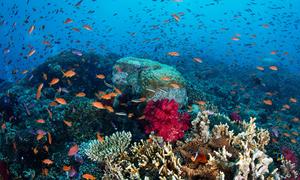 Thriving coral in Fiji.