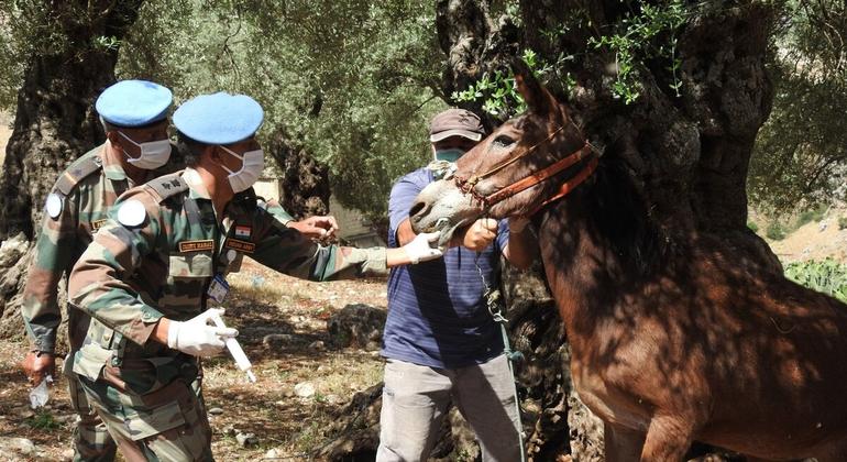 Indian veterinary peacekeepers/doctors serving with the  UN mission in Lebanon (UNIFIL), provide medical assistance to shepherds and farmers.