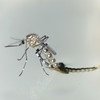 O mosquito aedes aegypti transmite o zika, além da dengue e da chikungunya