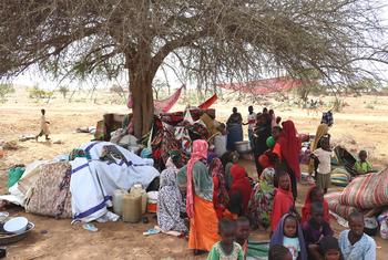 Sudanese refugees shelter under trees in villages of neighbouring Chad. (file)