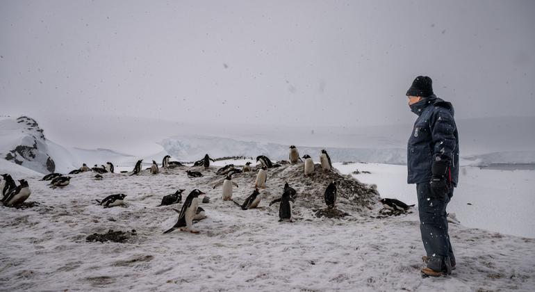 秘书长古特雷斯行走在南极洲贝尔纳多·奥希金斯将军基地的企鹅中间。