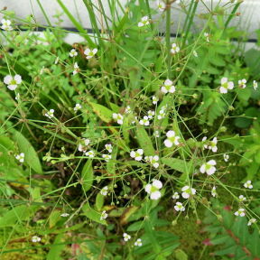 [サジオモダカの花]