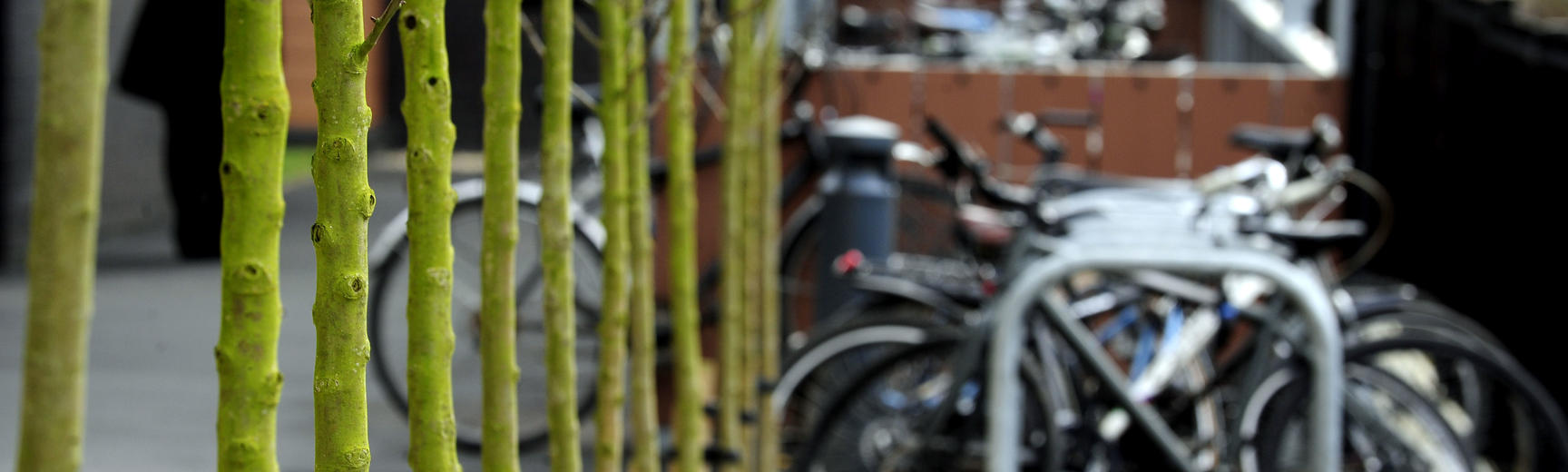 Image of green trees with faded out bike shed in the background