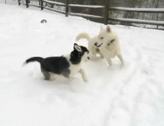 はしゃぎ過ぎじゃない!? 初めての雪景色に我を忘れるハスキーの子犬たち