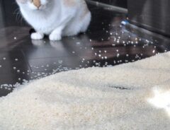 猫の画像