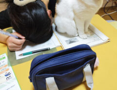 こたつに入る中学生と猫の写真