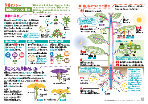 植物のつくりと働き