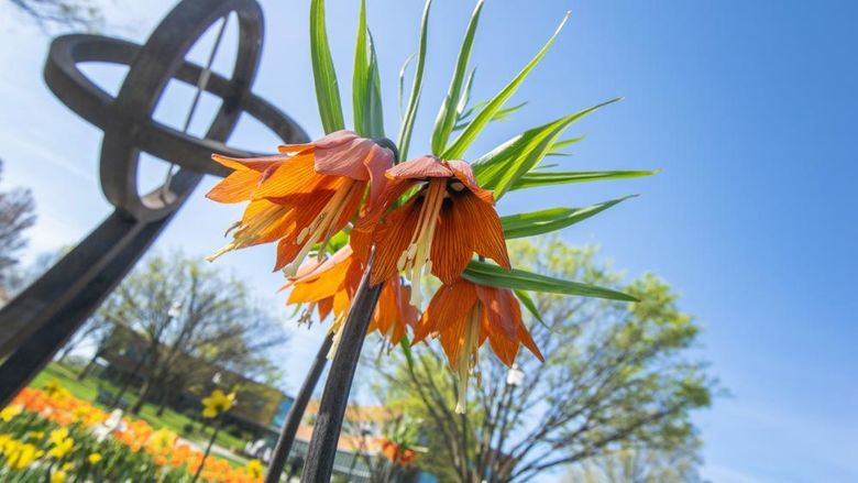 An orange flower with a Penn State landmark in the background