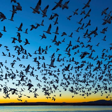 bosque del apache national wildlife refuge, new mexico