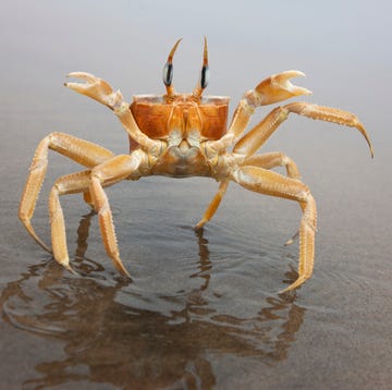 a ghost crab stands up in defensive position upon approach reflected in the wet sand of the skeleto