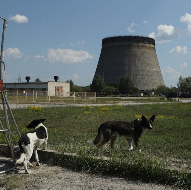 the stray dogs of chernobyl