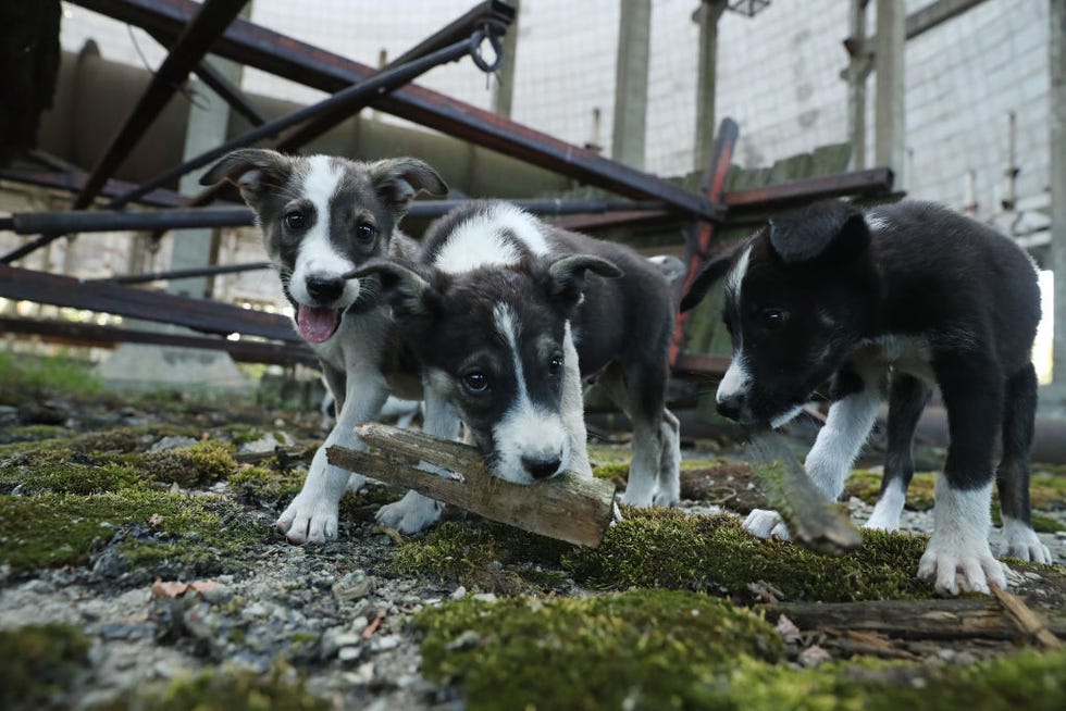 the stray dogs of chernobyl