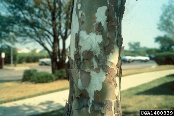 Sycamore Bark, Acreage Insights - January 2018, http://communityenvironment.unl.edu/plant-month-sycamore