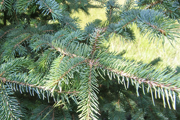 Black Hills Spruce, Acreage Insights - December 2017, http://communityenvironment.unl.edu/plant-month-black-hills-spruce