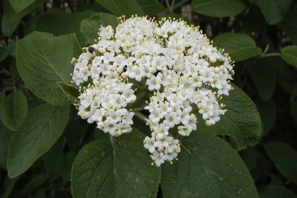 Wayfaring Tree Viburnum, Acreage Insights - May 2018, http://communityenvironment.unl.edu/plant-month-viburnum-lantana