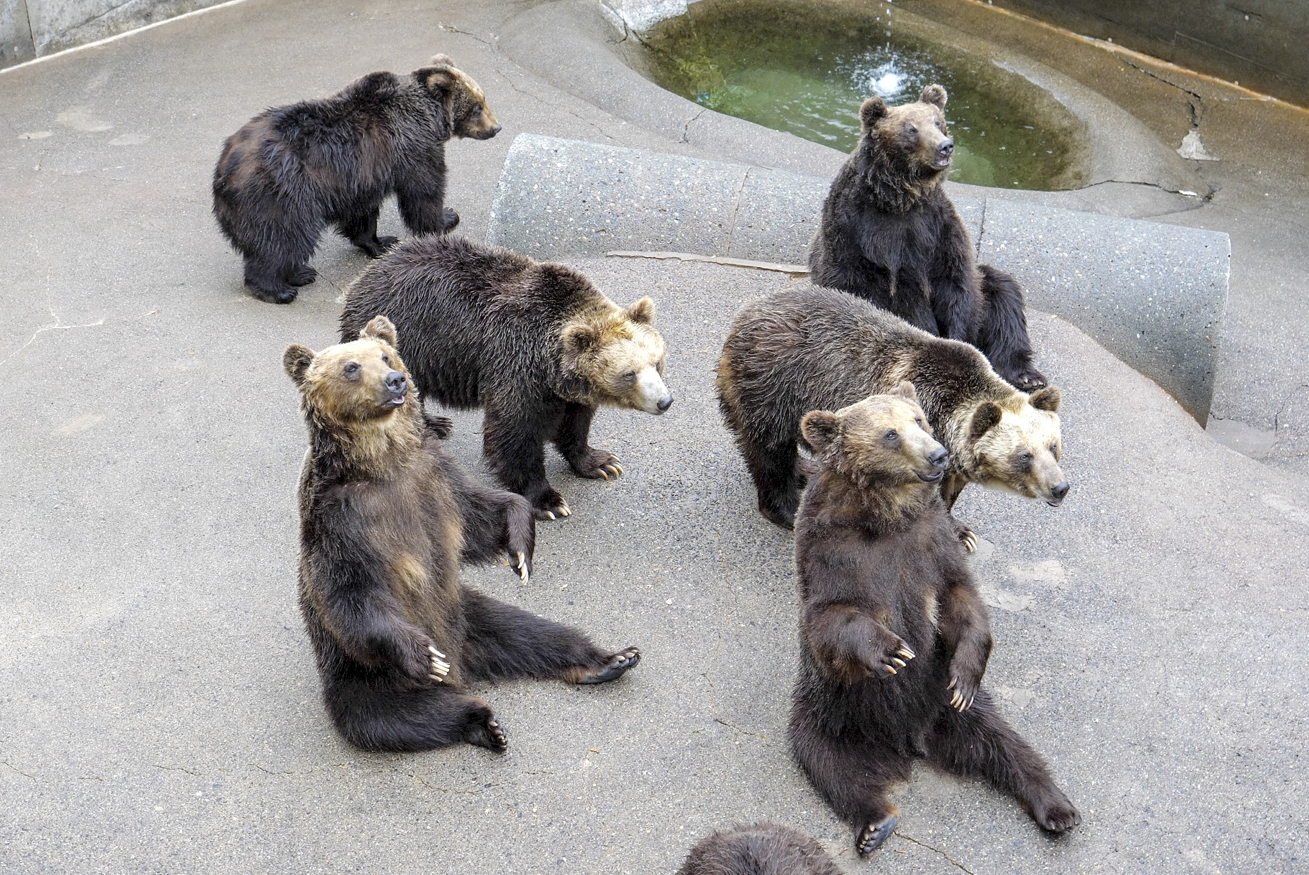 登別だけじゃない！60頭ものヒグマが暮らす「昭和新山熊牧場」