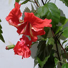 Pagode Hibiscus rouge, jeune plante