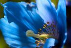 BLAUER TIBET SCHEINMOHN-15 SAMEN-MECONOPSIS BETONICIFOLIA-HIMALAYAN BLUE POPPY 