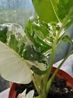  Alocasia Macrorrhiza Variegata 1 Rhizom