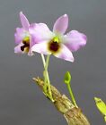 Orchid Orchidee Dendrobium trantuanii, miniature  (11 Pr)