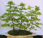 5 X Hainbuche Carpinus betulus lebendig Pre Bonsai Baum DE