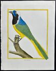 Martinet & Buffon - Jay. 625 - 1765 Gravure Couleur Main