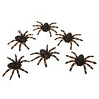 Viving Costumes 202711 6 Piece Glossy Spiders, 6 x 7 cm, Multi Color