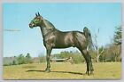 Beautiful Tennessee Walking Horse Western North Carolina Natural Color Postcard