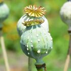 *AFGHAN BLUE*   -   Papaver Somniferum Seeds  -  Tested Germination Rate 90 %