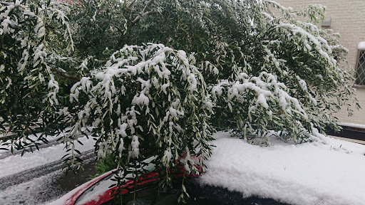 [写真]少し積もった雪