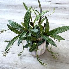 a potted plant sitting on top of a wooden floor