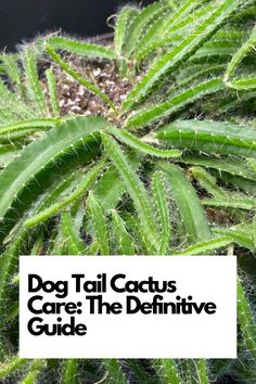 Discover the art of Dog Tail Cactus care with our comprehensive guide. Whether you're a novice or a seasoned plant lover, this definitive resource will help you nurture your cactus to perfection. IG Photo by: missyprissplants Dog Tail Cactus, Fishbone Cactus Propagation, Dogtail Cactus, Rattail Cactus, Donkey Tail Succulent Propagation, Moon Cactus Propagation, Rat Tail Cactus, Golden Rat Tail Cactus, Succulent Images