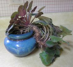 a blue vase filled with plants on top of a counter