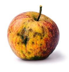 an apple that is yellow and red with brown spots on it's skin, sitting in front of a white background