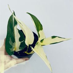 a hand holding a potted plant with white and green leaves