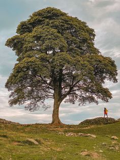 a person standing under a large tree on top of a hill