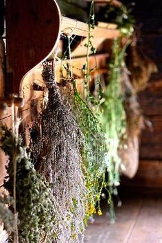 herbs hanging from the ceiling in a room