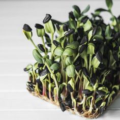 small plants sprouting out of the ground on a white surface with no leaves