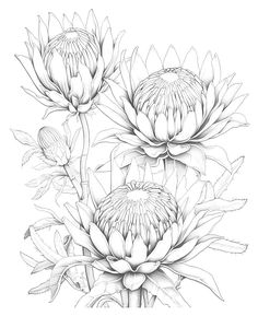 three flowers are shown in black and white, with one large flower on the left side