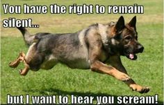 a german shepard dog running in the grass with its mouth open and tongue out, saying you have the right to remain silent but i want to hear you scream