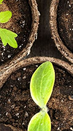 three planters with plants growing out of them in the dirt, one is green and the other is brown