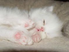 a white kitten sleeping on top of a bed with its head resting on it's paws