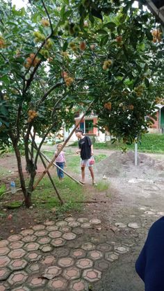 two people standing under an orange tree in the yard, one is holding a stick