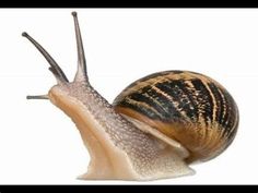 a close up of a snail on a white background