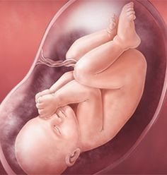 a drawing of a baby in the stomach