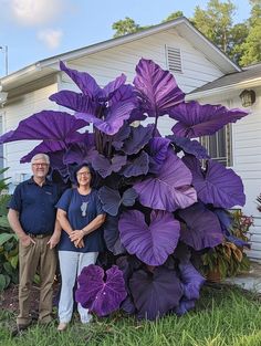 two people standing in front of a purple plant